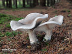 strmělka mlženka (Clitocybe nebularis)