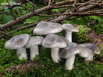 strmělka mlženka (Clitocybe nebularis)