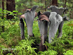 stroček trubkovitý (Craterellus cornucopioides)