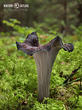 stroček trubkovitý (Craterellus cornucopioides)
