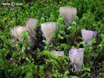 stročkovec kyjovitý (Gomphus clavatus)