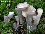 stročkovec kyjovitý (Gomphus clavatus)