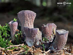 stročkovec kyjovitý (Gomphus clavatus)