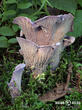stročkovec kyjovitý (Gomphus clavatus)