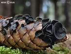terčka šišková (Rutstroemia bulgarioides)