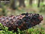 terčka šišková (Rutstroemia bulgarioides)
