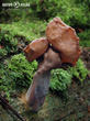ucháč čepcovitý (Gyromitra infula)