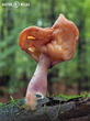 ucháč čepcovitý (Gyromitra infula)