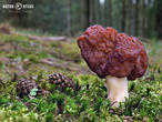 ucháč obecný (Gyromitra esculenta)