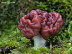 ucháč obecný (Gyromitra esculenta)