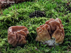 ucháč obrovský (Gyromitra gigas)
