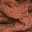 ucháč svazčitý (Neogyromitra grandis)