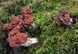 ucháč svazčitý (Neogyromitra grandis)