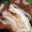 ucháč svazčitý (Neogyromitra grandis)