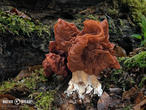 ucháč svazčitý (Neogyromitra grandis)