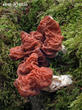 ucháč svazčitý (Neogyromitra grandis)