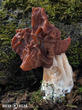 ucháč svazčitý (Neogyromitra grandis)