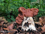 ucháč svazčitý (Neogyromitra grandis)