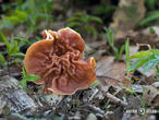 ucháč svazčitý (Neogyromitra grandis)