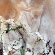 ucháč svazčitý (Neogyromitra grandis)
