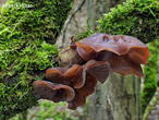ucho Jidášovo (Auricularia auricula-judae)