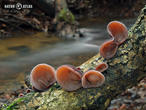 ucho Jidášovo (Auricularia auricula-judae)