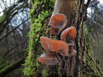 ucho Jidášovo (Auricularia auricula-judae)