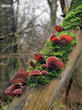 ucho Jidášovo (Auricularia auricula-judae)
