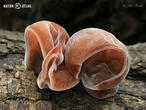 ucho Jidášovo (Auricularia auricula-judae)