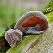 ucho Jidášovo (Auricularia auricula-judae)