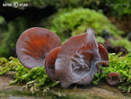 ucho Jidášovo (Auricularia auricula-judae)