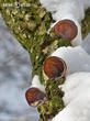 ucho Jidášovo (Auricularia auricula-judae)