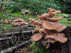 václavka smrková (Armillaria ostoyae)