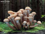 václavka smrková (Armillaria ostoyae)