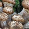 václavka smrková (Armillaria ostoyae)