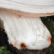 vláknice začervenalá (Inocybe erubescens)