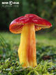 voskovka nádherná (Hygrocybe splendidissima)