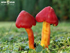 voskovka nádherná (Hygrocybe splendidissima)