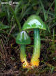 voskovka papouščí (Gliophorus psittacinus)