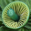 voskovka papouščí (Gliophorus psittacinus)