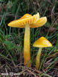 voskovka papouščí (Gliophorus psittacinus)