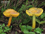 voskovka papouščí (Gliophorus psittacinus)