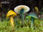 voskovka papouščí (Gliophorus psittacinus)