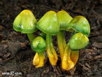 voskovka papouščí (Gliophorus psittacinus)