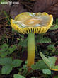 voskovka papouščí (Gliophorus psittacinus)