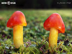 voskovka skvostná (Hygrocybe aurantiosplendens)