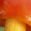 voskovka skvostná (Hygrocybe aurantiosplendens)