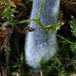 závojenka lesklá (Entocybe nitidum)