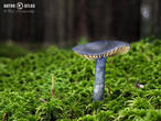závojenka lesklá (Entocybe nitidum)