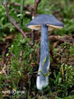 závojenka lesklá (Entocybe nitidum)